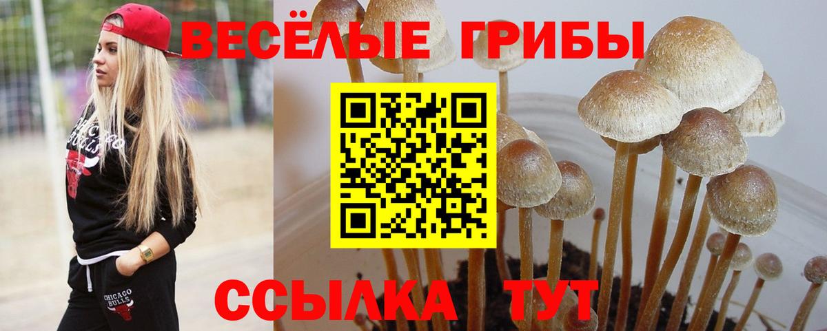 Галлюциногенные грибы GOLDEN TEACHER Новосибирск